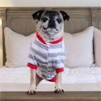2025 Blank Christmas Pajamas - DOG